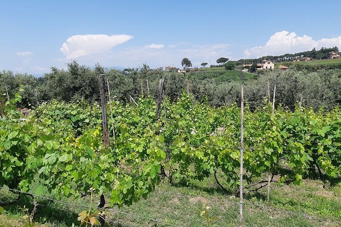 Castelli Romani wine Tour - Castelli Romani: why the Roman Castles are worth a day trip