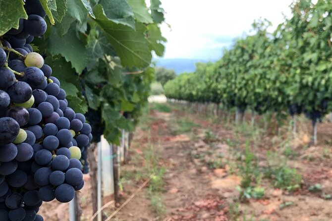 Frascati Day Tour: Road from Rome with Wine Tasting & Lunch - Frascati on foot: porchetta, biscotti, and jug wine