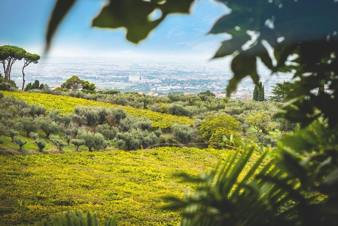 Frascati Wine Tasting Tour: The Flavors of the Roman Countryside - A Frascati Day Trip That Swaps Rome Traffic for Grape Cellars