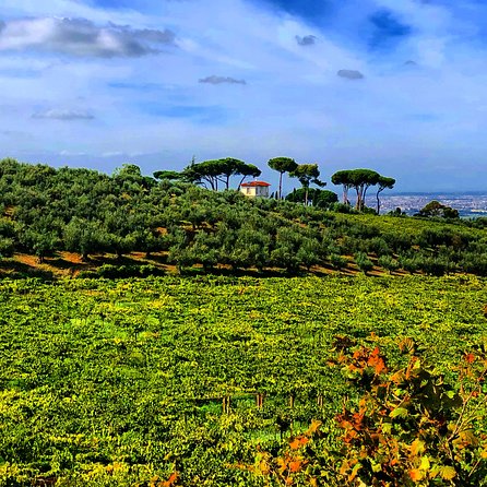 Frascati Wine Tasting Tour: The Flavors of the Roman Countryside - Stop 2: Frascati Centro Storico Walk with a Resident Guide