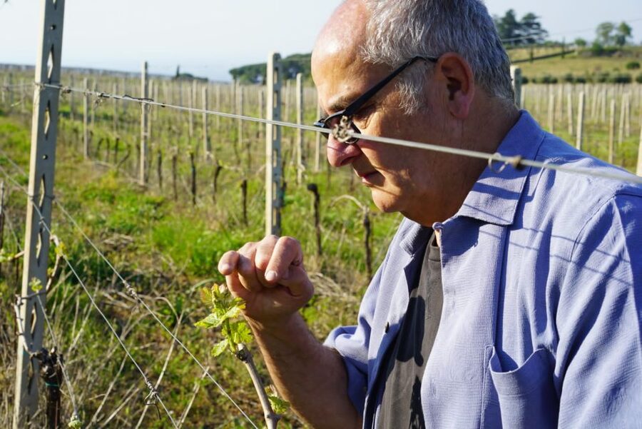 From Rome: Frascati Wine Region Tour with Wine Tasting - The wine tasting: selected pours, paced explanation, and a food pairing boost