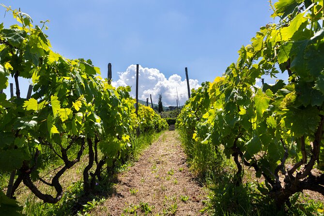 Guided Wine Tasting Experience in a Roman Vineyard - Frascati Vineyards: How the Trip Actually Fits Into Your Rome Days