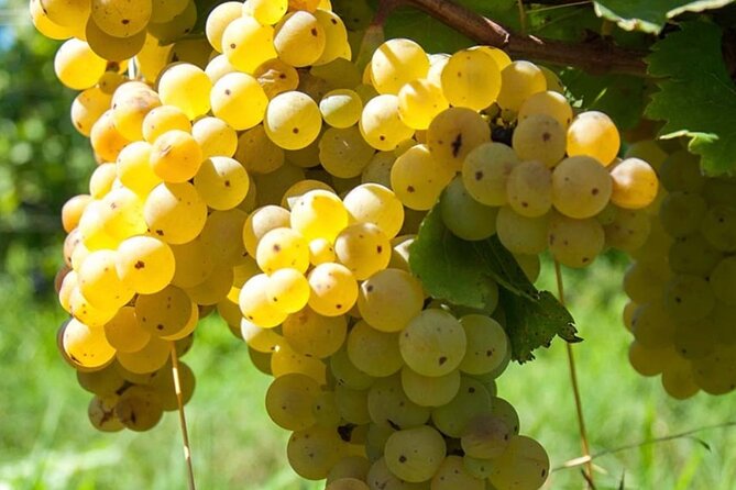 Guided Wine Tasting Experience in a Roman Vineyard - Entering the Roman Vineyard: What You Do First on Arrival