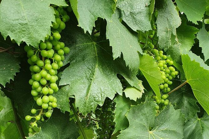 Guided Wine Tasting Experience in a Roman Vineyard - Price and Value: Why $58.71 Can Be a Good Deal