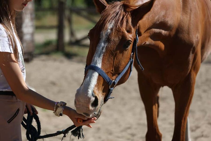 Horse Sanctuary in Rome - Light Breakfast, Small Group Energy, and What’s Included