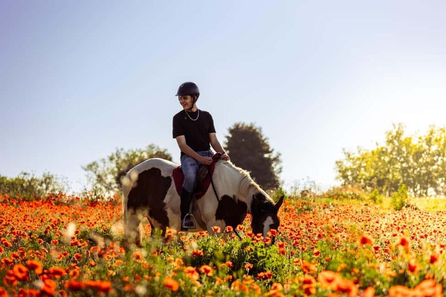 Horse Sanctuary in Rome - Meeting the Rescued Horses: Grooming That Teaches You to Calm Down
