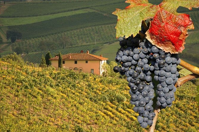 Pienza and Montepulciano by Tuscan Hills from Rome Private Tour - The private ride: comfort, timing, and why it matters