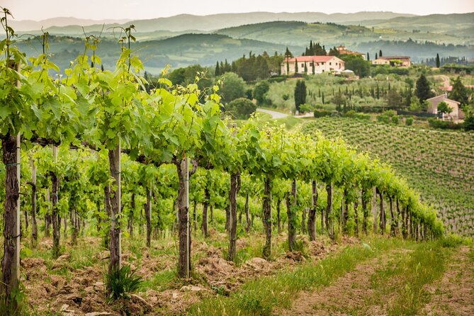 Private Double Wine Tasting Tour in Frascati - Exclusive - Hosteria Amedeo lunch in Montecompatri woods, plus the second 3 glasses