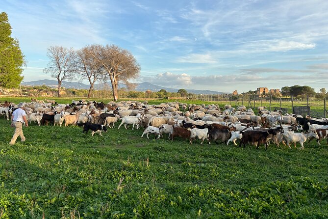 Private E-bike tour of Appian way, Aqueduct & catacombs with food - Villa dei Quintili and Santa Maria Nova, then Parco degli Acquedotti