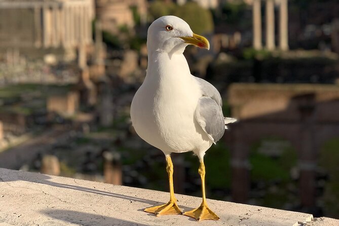 Private Full Day Rome Tour - Licensed Tour Guide, Executive Car - Orange Garden and Capitoline Hill: where Rome looks like Rome