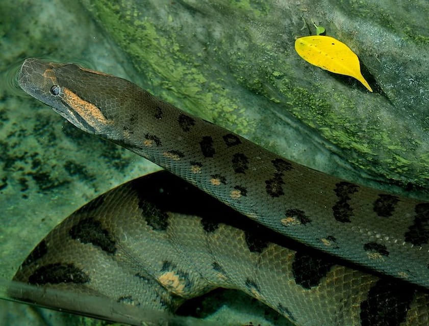 Rome: Bioparco di Roma Zoological Garden Entry Ticket - Price and value: is $25 worth it?