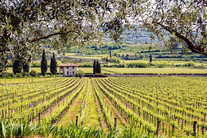 Rome: Frascati Private Day Trip - Town Tour, Lunch & Wine Tasting - Three-Wine Tasting with Cheese, Bruschetta, and Olive Oil