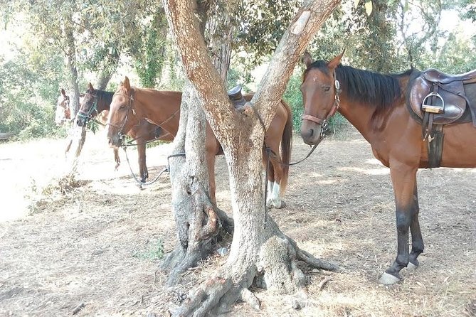 Rome : Horseback Riding with meals and wine included - Lunch, Wine, and Coffee by Castel Giulio II