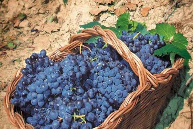 Rome's Vineyard Symphony: Countryside Winetasting Experience - The Wine Selection: What You’re Likely to Taste and Why It’s Planned