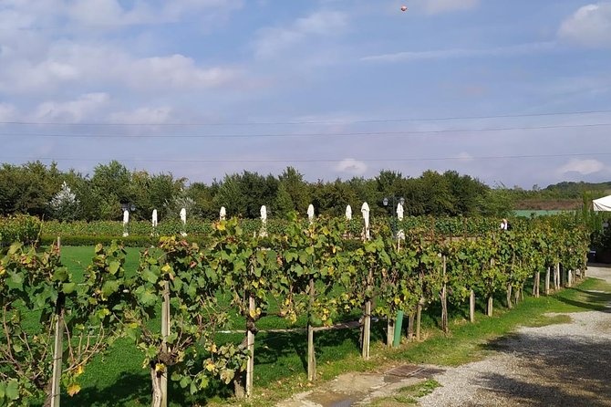 Siena and San Gimignano from Rome: Wine Tasting Tour in Tuscany - Timing, Shoes, and the Real Expectation for a Hilly Day