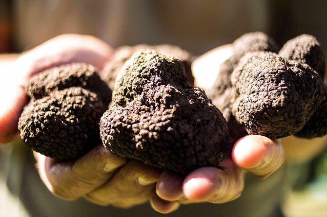 Truffle hunting near Rome with 7-course lunch - Truffle hunting near Rome: the setting and the vibe