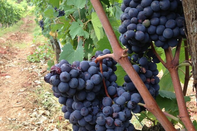 Tuscany Wine Tour: 2 Wineries & San Gimignano from Rome - Vernaccia-country winery near San Gimignano: oils, vineyards, and DOCG whites