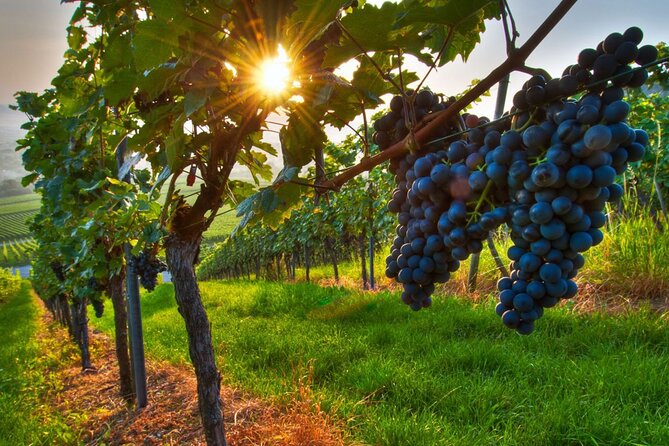 Wine Tasting in Frascati from Rome - Frascati is the easy Roman-country reset