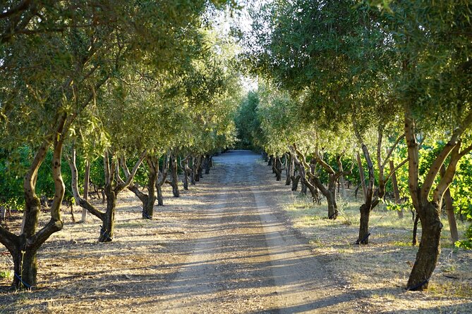 Wine Tasting in Frascati from Rome - Castelli Romani: the countryside start that sets the tone