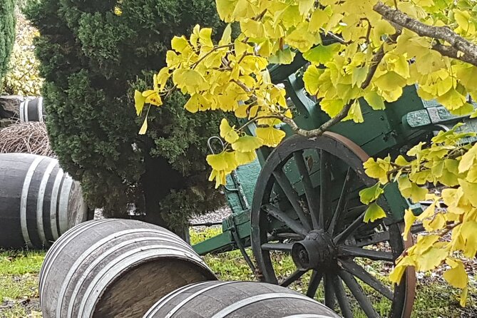 Wine Tasting in Frascati from Rome - What you’ll do at the winery: vineyards, then cellar time