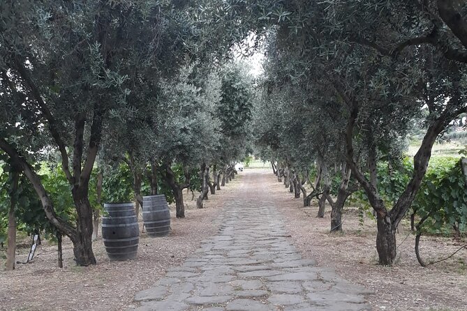 Wine Tasting in Frascati from Rome - Olive oil isn’t a side quest here